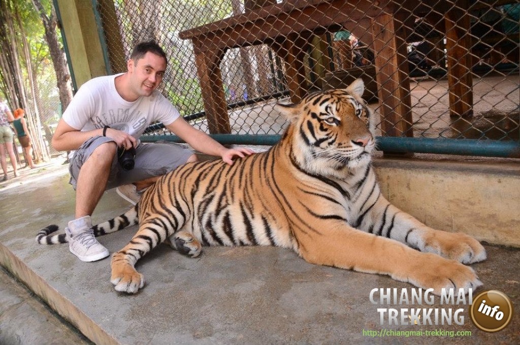 Tiger Kingdom, Orchid & Butterfly Farm | Chiang Mai Trekking | Le meilleur trekking à Chiang Mai avec Piroon Nantaya